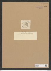 Actinoptychus radiolatus Grun. (de-Toni-Nr.: Genus 227, Species 5576) Zeichnungen Sammlung Grunow Nr. 9616 (NHMW-BOT-W0379435)